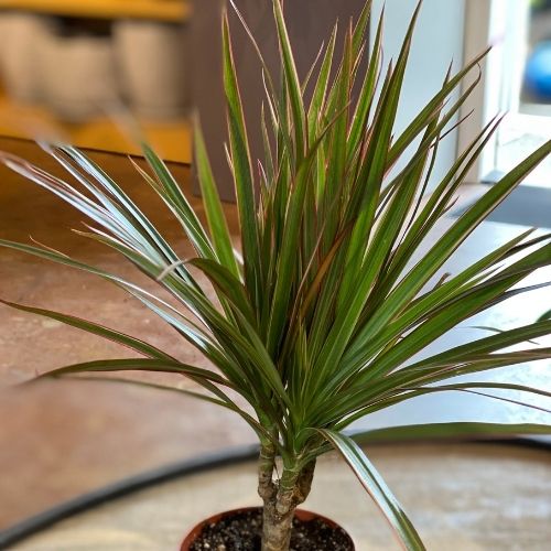 Are dracaena plants toxic best sale to dogs